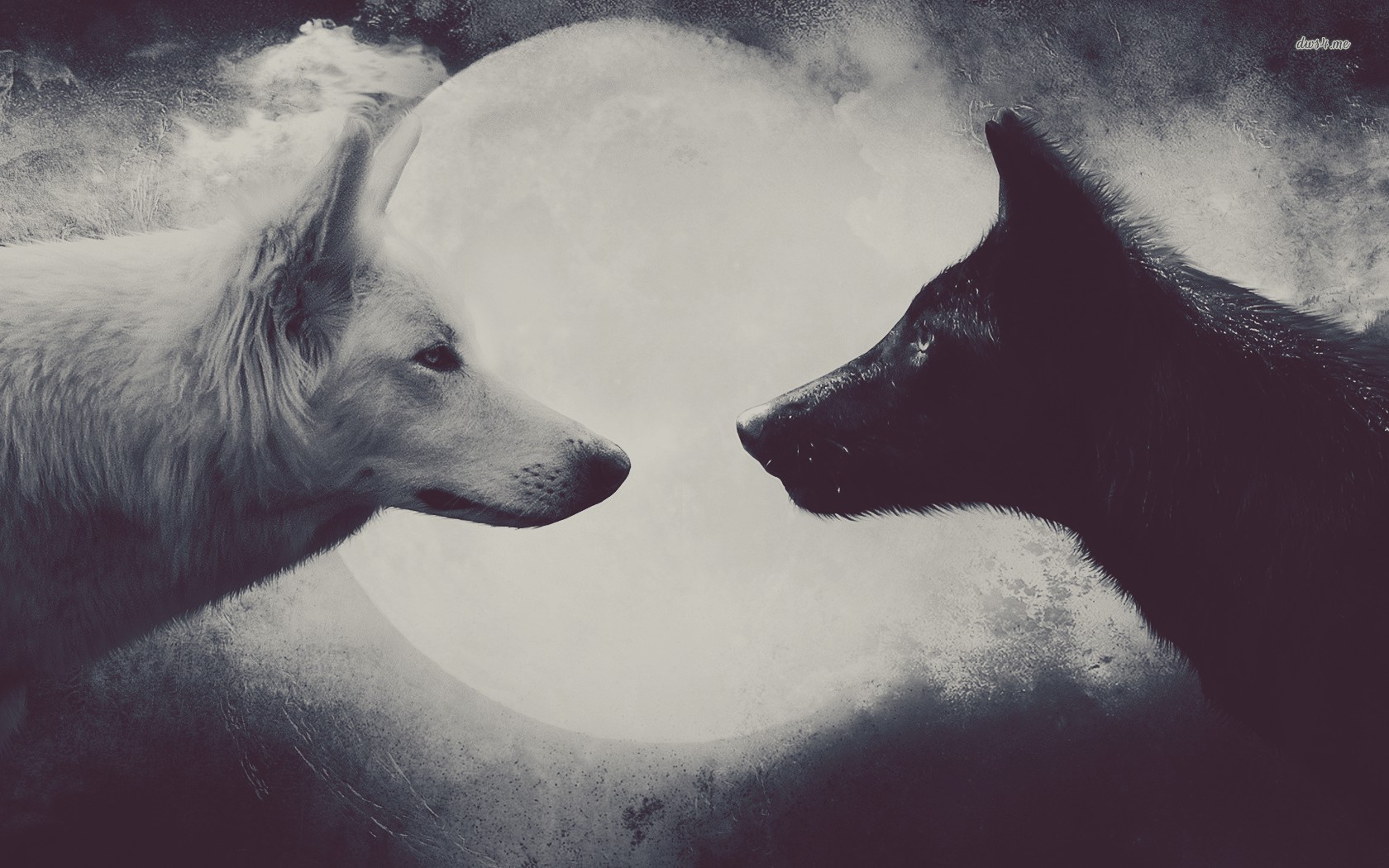 19358-a-black-and-a-white-wolf-1680x1050-artistic-wallpaper.jpg