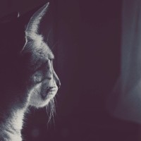 Il Gatto - Il nostro Guardiano Spirituale